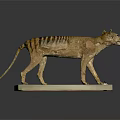 Tasmanian Tiger Detailed Preserved Taxidermy Specimen with Natural Features on White Display Base