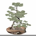 Bonsai Plant with Curved Trunk Green Pine Needles on Natural Stone Base