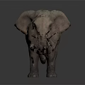 Realistic Elephant With Long Tusks Large Ears And Rough Skin On Dark Background