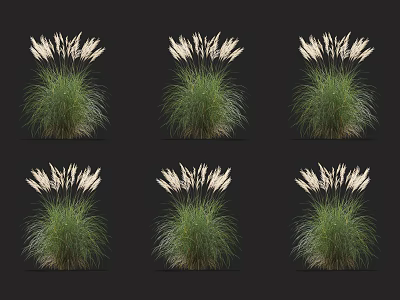 Six Clusters Of Ornamental Grasses With Green Foliage And White Plumes 3d model