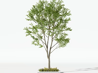 Lush Arbor Tree With Green Foliage And Sturdy Trunk In Natural Landscape 3d model