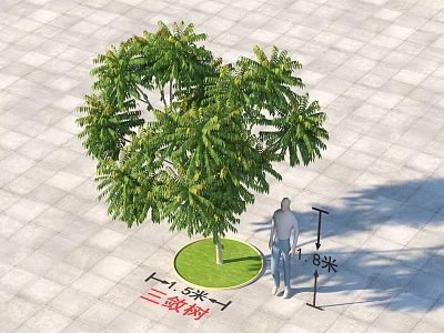 Tall Third Class Arbor With Five Meters Height Standing On Paved Ground Beside Person 3d model