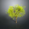 Isolated Tree With Vibrant Green Leaves And Brown Trunk In Gray Background