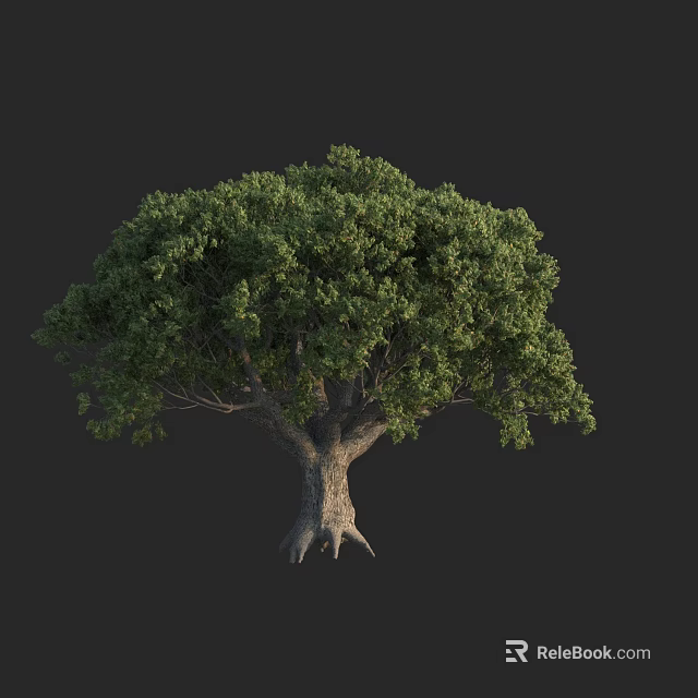 Tall Arbor With Lush Green Foliage Thick Trunk And Exposed Roots 3d model 