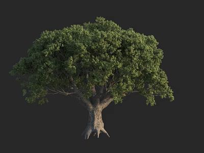 Tall Arbor With Lush Green Foliage Thick Trunk And Exposed Roots 3d model
