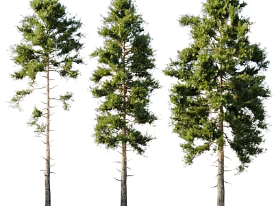 plant green plant trees big tree pine tree 3d model