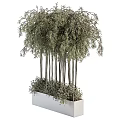 Bonsai Potted Plant With Slender Trunks And Lush Green Foliage In Square Container