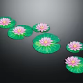 Pink Water Lily Flowers With Green Floating Leaves In Natural Environment