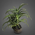 Aloe Vera Plant With Green Spiky Leaves In Clay Pot On Gray Background