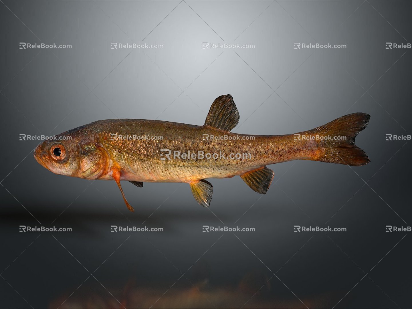 Catfish Carp Sturgeon Bass Freshwater Fish Various Carp Grass Carp Crucian Carp 3d model