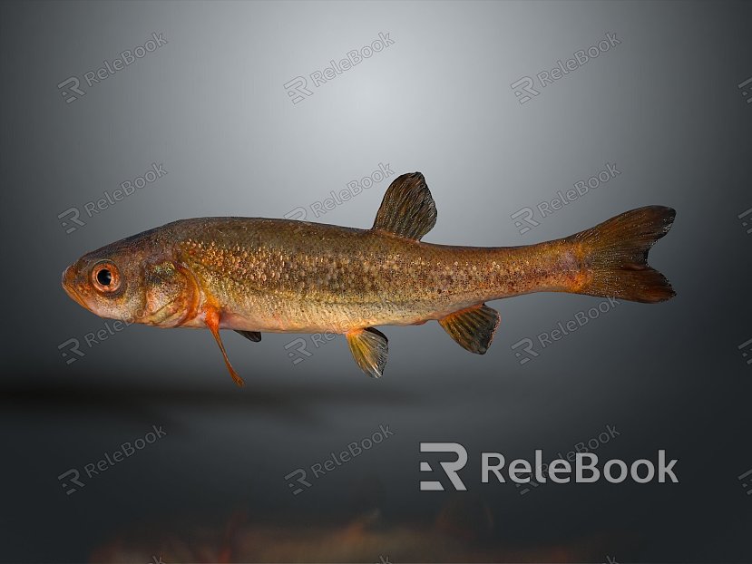 Catfish Carp Sturgeon Bass Freshwater Fish Various Carp Grass Carp Crucian Carp model