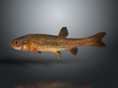 Catfish Carp Sturgeon Bass Freshwater Fish Various Carp Grass Carp Crucian Carp model