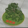 Vegetable Type Shrub Growing In Circular Green Area On Stone Pavement