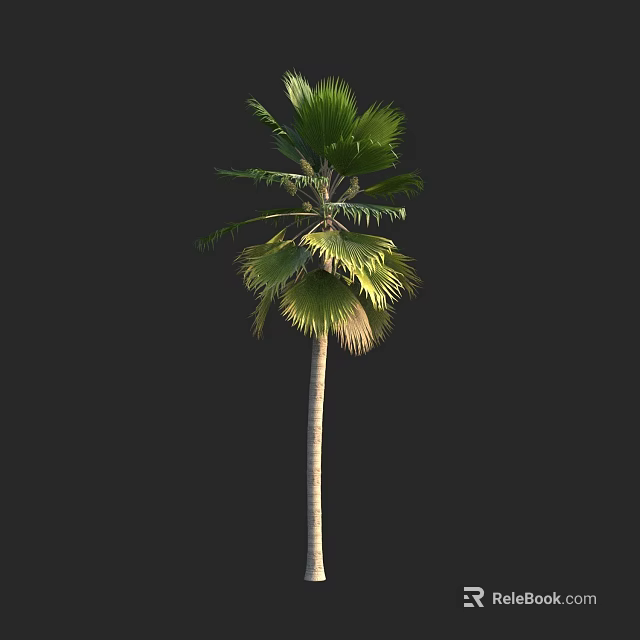 Tall Palm Tree With Green Fronds And Slender Trunk Isolated On Black 3d model 
