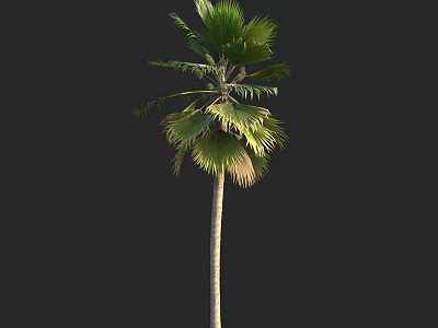 Tall Palm Tree With Green Fronds And Slender Trunk Isolated On Black 3d model