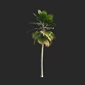 Tall Palm Tree With Green Fronds And Slender Trunk Isolated On Black