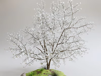 Blooming Tree With White Blossoms And Trunk On Green Grass And Stones 3d model