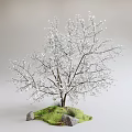 Blooming Tree With White Blossoms And Trunk On Green Grass And Stones