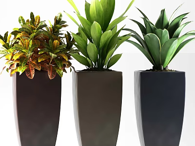 Potted Plants With Colorful Foliage And Green Leaves In Modern Dark Planters 3d model