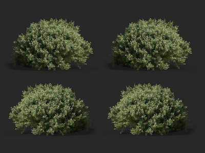 Four Lush Garden Shrubs with Dense Green Foliage for Landscaping Design 3d model