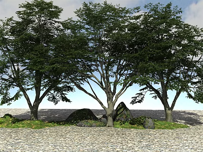 Tall Trees With Lush Leaves And Thick Trunks On Stone Ground With Rocks And Grass 3d model