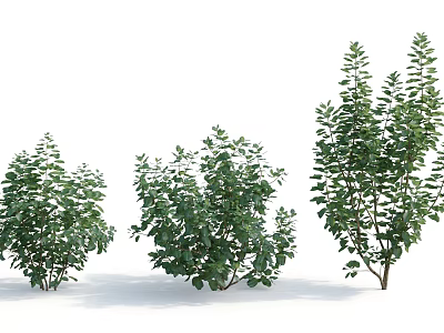 Three Different Sizes of Green Leaf Shrubs on White Background 3d model