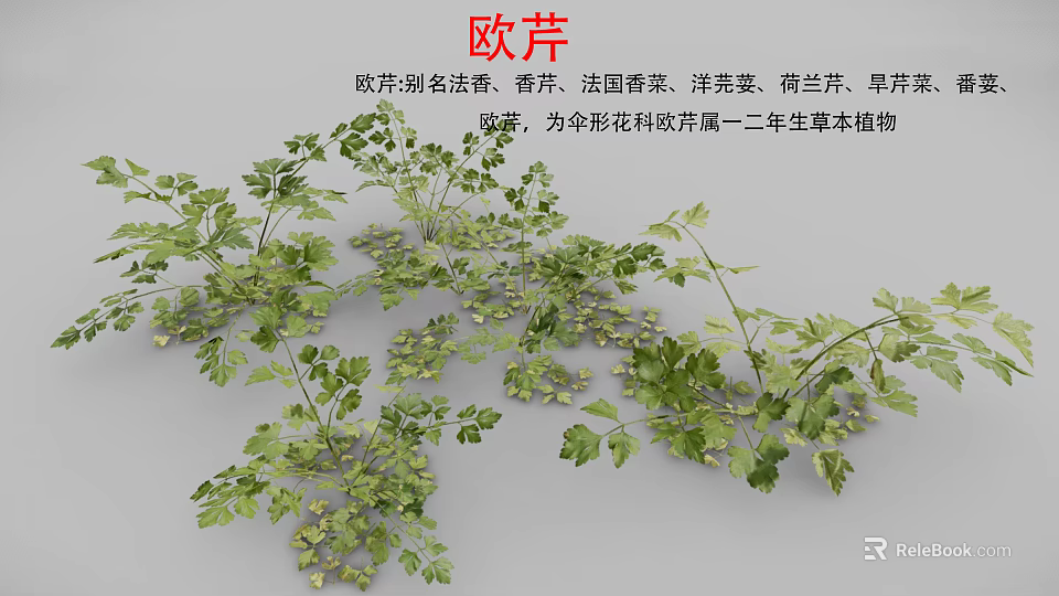 Fresh Parsley Herb Also Known as French Parsley Used in Aromatic Culinary Dishes 3d model 