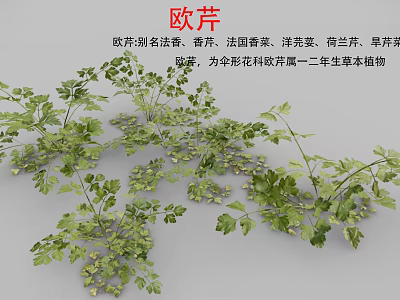 Fresh Parsley Herb Also Known as French Parsley Used in Aromatic Culinary Dishes 3d model