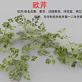 Fresh Parsley Herb Also Known as French Parsley Used in Aromatic Culinary Dishes