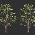 Two Trees With Thick Trunks And Green Leaves On Dark Background 3d model