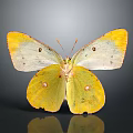 Yellow and White Butterfly with Spotted Wings and Reflection on Dark Background