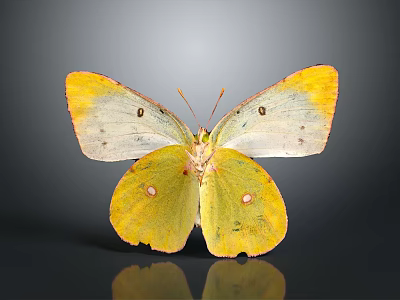Yellow and White Butterfly with Spotted Wings and Reflection on Dark Background 3d model
