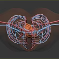 Human Thoracic Cavity Anatomical Model With Heart Blood Vessels And Rib Cage