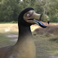 Interesting Duck Billed Reptile Standing On Green Grass With Trees In Natural Habitat