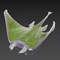 Colorful Aquatic Animal Manta Ray With Green Purple Body And Unique Patterns