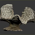 Porous Marine Sponge Animal With Irregular Structure Grayish Brown Color And Small Holes