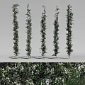 Tall Green Vines With White Flowers Arranged In A Row For Decoration