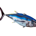 Blue and Silver Tuna Aquatic Animal With Distinct Fins and Sharp Eyes