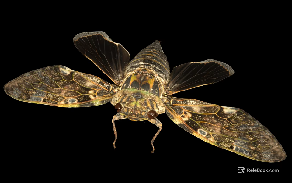 Detailed Cicada With Patterned Transparent Wings And Metallic Body On Black Background 3d model 