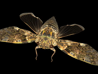 Detailed Cicada With Patterned Transparent Wings And Metallic Body On Black Background 3d model