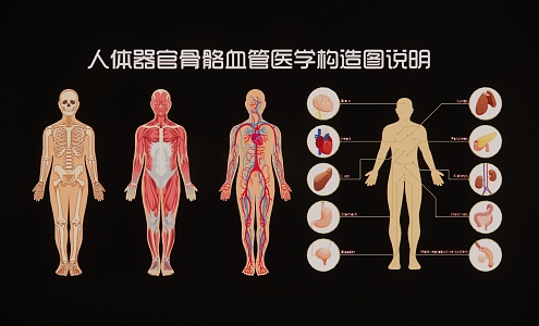 Modern 2D Human Organ Bone Blood Vessel Medical Structure Drawing Description 3d model