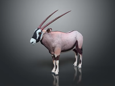 Oryx Antelope With Long Horns Standing On Dark Background Showing White Face And Reflection 3d model