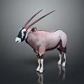 Oryx Antelope With Long Horns Standing On Dark Background Showing White Face And Reflection