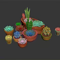 Various Succulent Plants in Terracotta Pots with Green Leaves and Pink Flowers