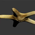 Detailed Orange Brown Five Armed Starfish On Dark Reflective Background Surface 3d model