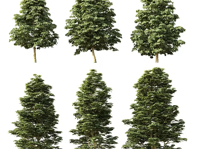 Different Types of Trees Showcasing Varied Foliage Shapes and Growth Patterns 3d model