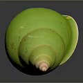 Green Conch Shell Organ Structure With Yellow Stripes And Hairy Texture