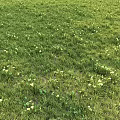 Natural Green Grass Decorative Ornament Set With Yellow Flowers And Clover