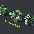 Lush Green Monstera Plants With Large Leaves For Indoor Flower And Plant Decor