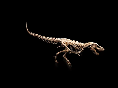 Public Museum Dinosaur Skeleton Exhibition Showcasing Complete Fossil Structure 3d model